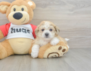 8 week old Teddy Bear Puppy For Sale - Windy City Pups