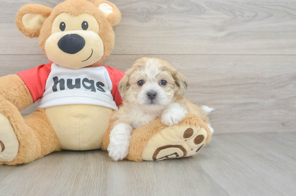 5 week old Teddy Bear Puppy For Sale - Windy City Pups