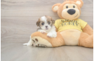 Teddy Bear Puppy for Adoption