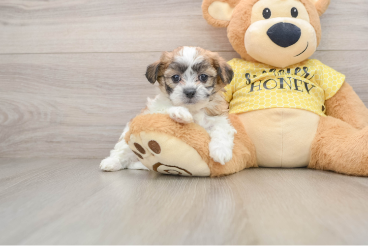 Hypoallergenic Shi Chon Designer Puppy