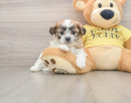 6 week old Teddy Bear Puppy For Sale - Windy City Pups