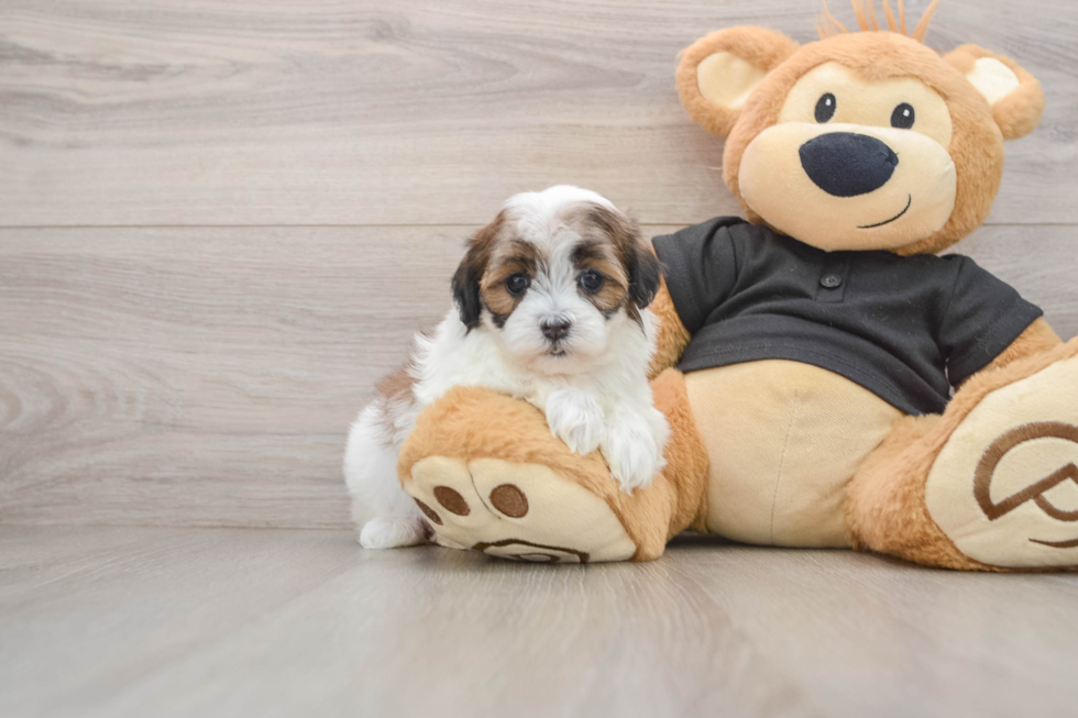 Best Teddy Bear Baby