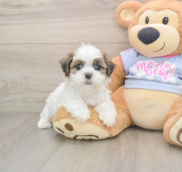 6 week old Teddy Bear Puppy For Sale - Windy City Pups