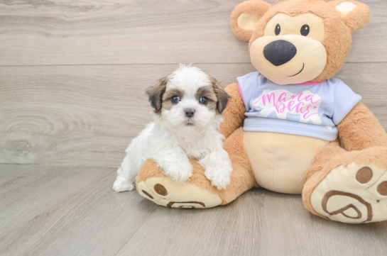 FLORENCE, a Teddy Bear littermate