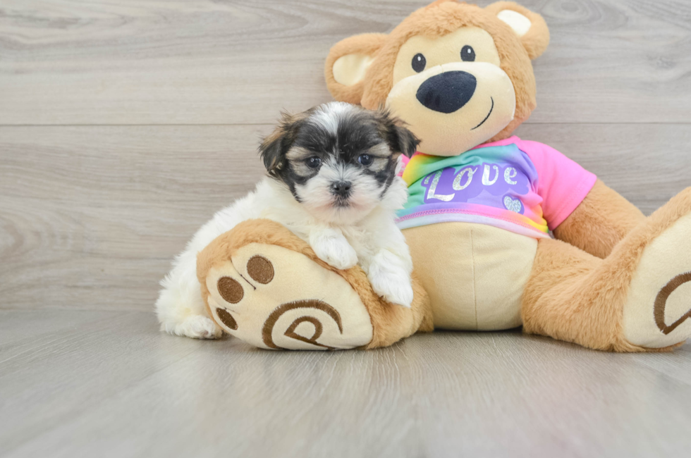 6 week old Teddy Bear Puppy For Sale - Windy City Pups