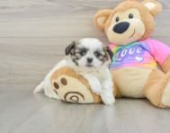 8 week old Teddy Bear Puppy For Sale - Windy City Pups