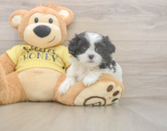 8 week old Teddy Bear Puppy For Sale - Windy City Pups