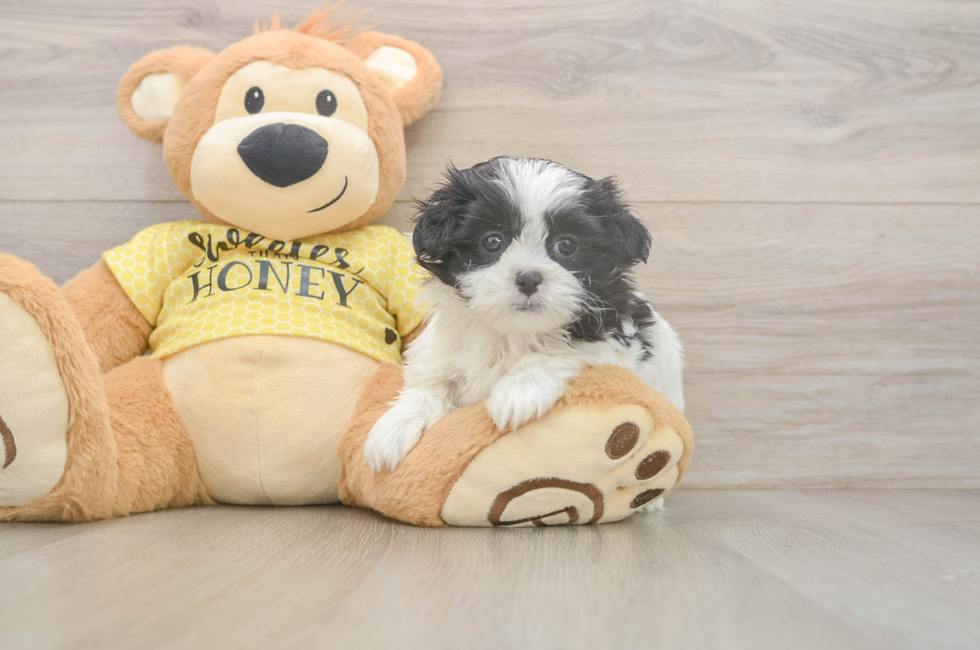 5 week old Teddy Bear Puppy For Sale - Windy City Pups
