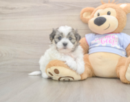 6 week old Teddy Bear Puppy For Sale - Windy City Pups