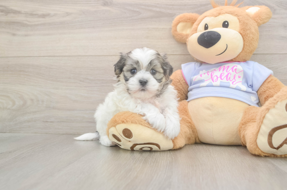 7 week old Teddy Bear Puppy For Sale - Windy City Pups