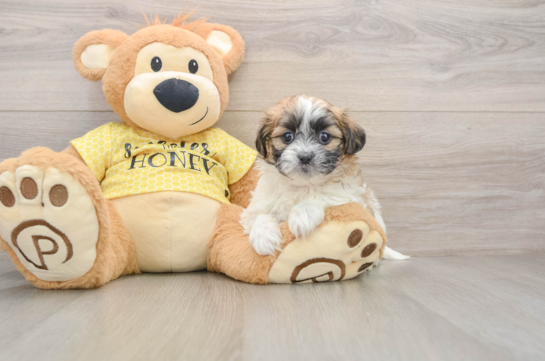 Teddy Bear Puppy for Adoption