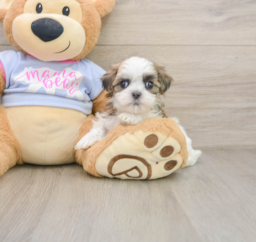 7 week old Teddy Bear Puppy For Sale - Windy City Pups