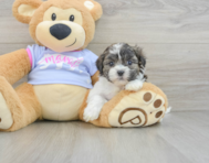 8 week old Teddy Bear Puppy For Sale - Windy City Pups