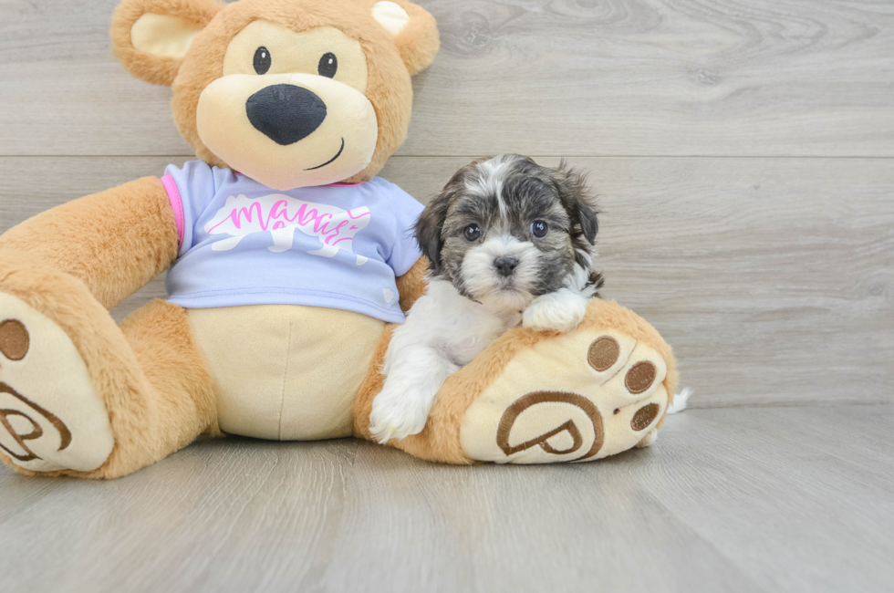 6 week old Teddy Bear Puppy For Sale - Windy City Pups