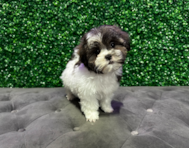 9 week old Teddy Bear Puppy For Sale - Windy City Pups