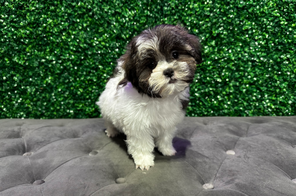 11 week old Teddy Bear Puppy For Sale - Windy City Pups