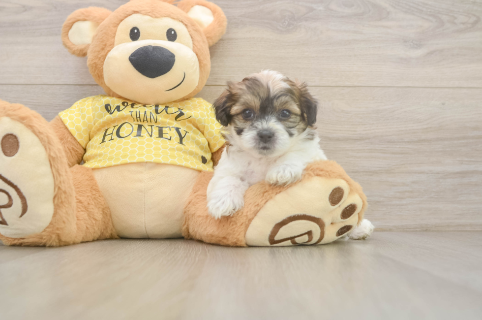 5 week old Teddy Bear Puppy For Sale - Windy City Pups