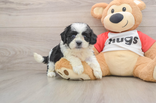 GALAXY, a Teddy Bear littermate