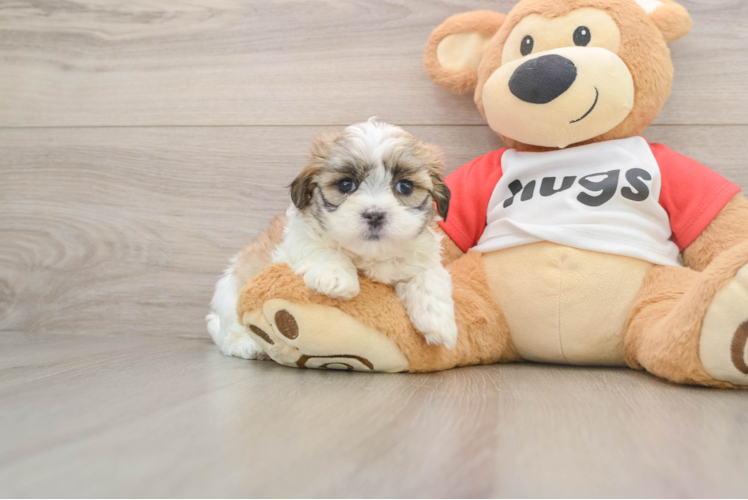 Sweet Teddy Bear Baby