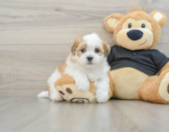 8 week old Teddy Bear Puppy For Sale - Windy City Pups