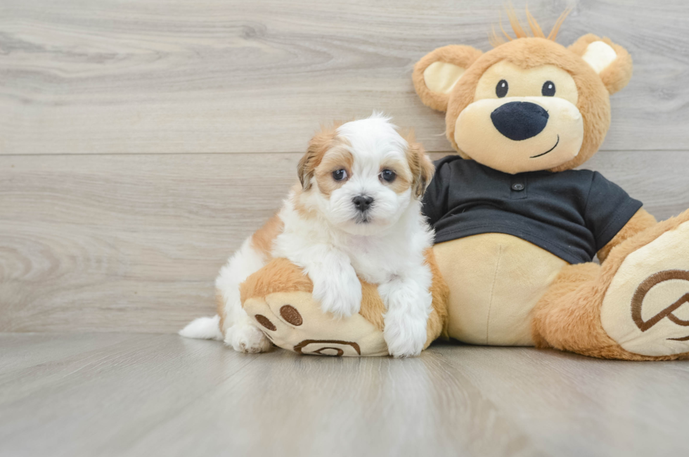 7 week old Teddy Bear Puppy For Sale - Windy City Pups