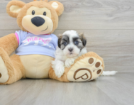 8 week old Teddy Bear Puppy For Sale - Windy City Pups