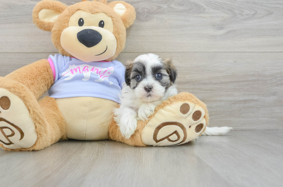 6 week old Teddy Bear Puppy For Sale - Windy City Pups