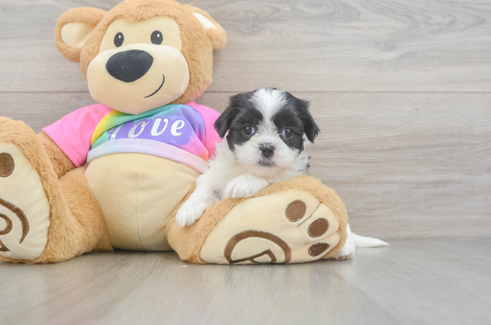 5 week old Teddy Bear Puppy For Sale - Windy City Pups