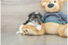 Playful Shit Designer Puppy
