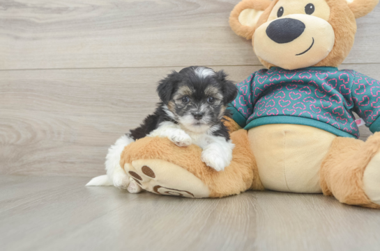 Playful Shit Designer Puppy