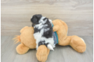Happy Teddy Bear Baby