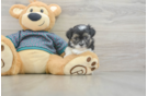 Energetic Shi Chon Designer Puppy