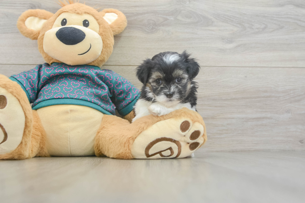 Energetic Shi Chon Designer Puppy