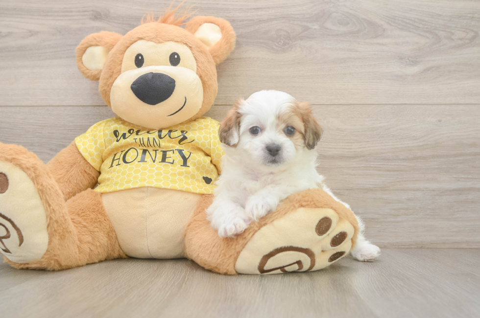 5 week old Teddy Bear Puppy For Sale - Windy City Pups
