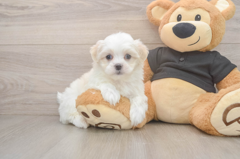 5 week old Teddy Bear Puppy For Sale - Windy City Pups