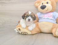 8 week old Teddy Bear Puppy For Sale - Windy City Pups