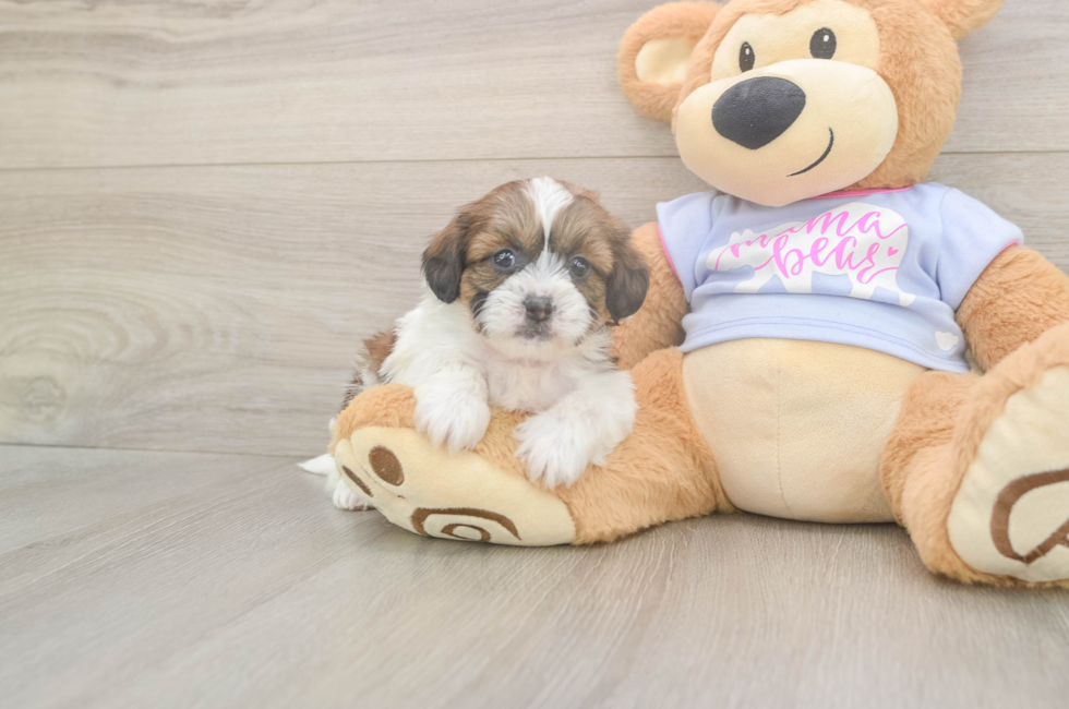 6 week old Teddy Bear Puppy For Sale - Windy City Pups
