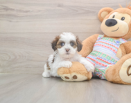 6 week old Teddy Bear Puppy For Sale - Windy City Pups