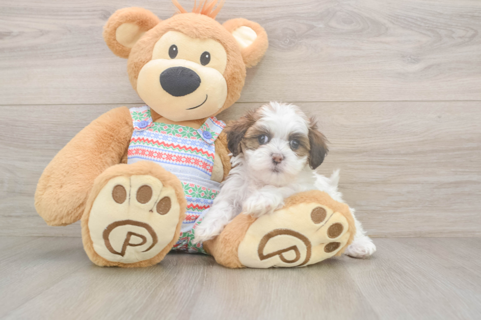 Teddy Bear Pup Being Cute