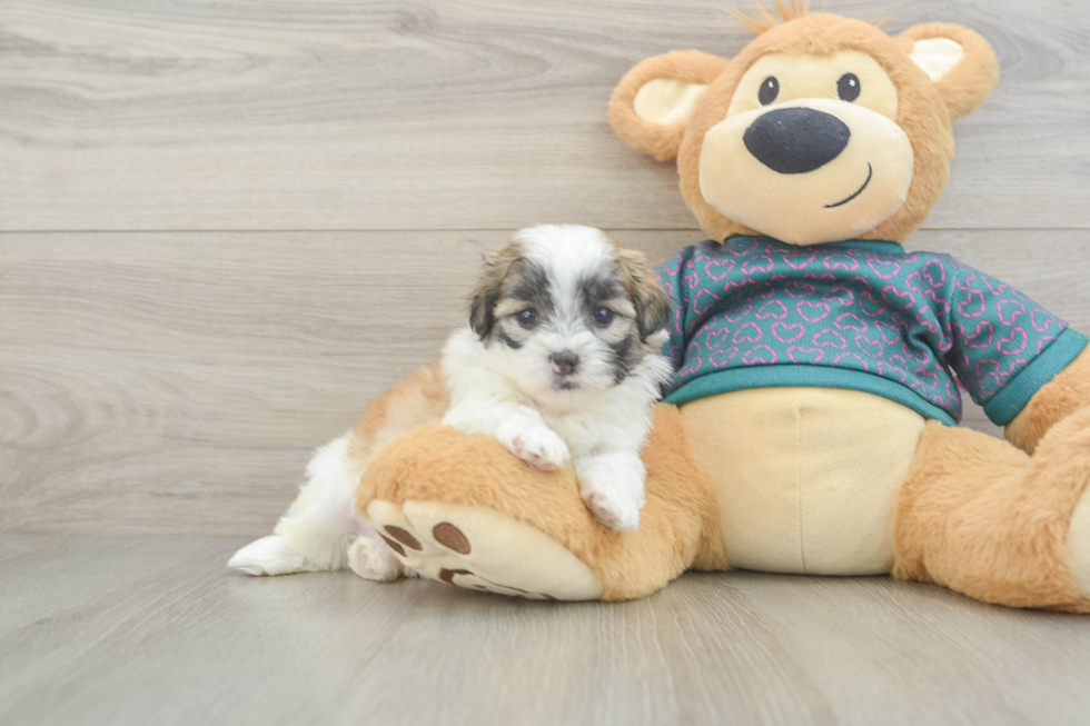 Small Teddy Bear Baby
