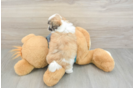 Teddy Bear Pup Being Cute