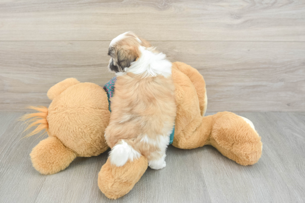 Teddy Bear Pup Being Cute