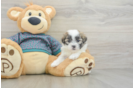 Teddy Bear Puppy for Adoption