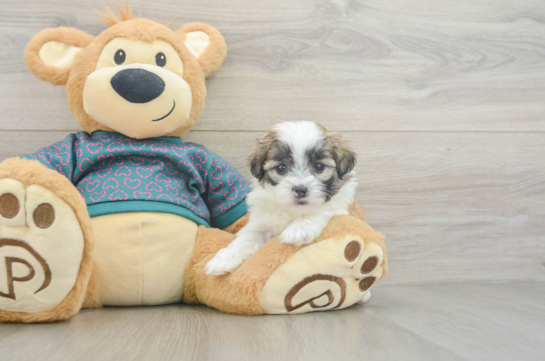 Teddy Bear Puppy for Adoption