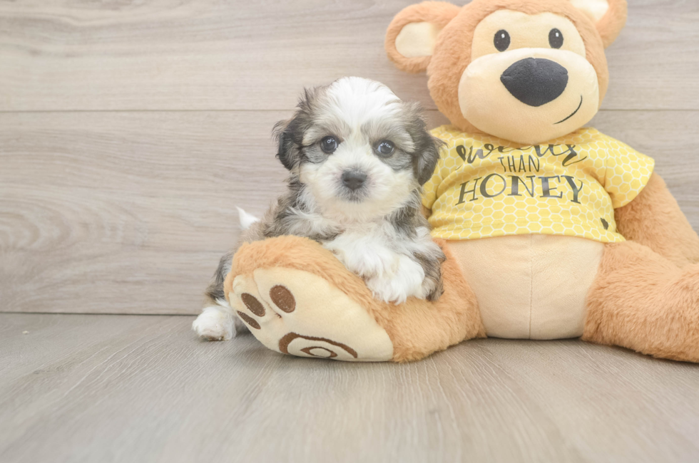 5 week old Teddy Bear Puppy For Sale - Windy City Pups