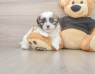 7 week old Teddy Bear Puppy For Sale - Windy City Pups