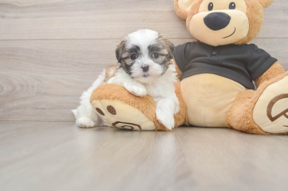 5 week old Teddy Bear Puppy For Sale - Windy City Pups