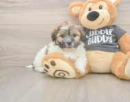 7 week old Teddy Bear Puppy For Sale - Windy City Pups