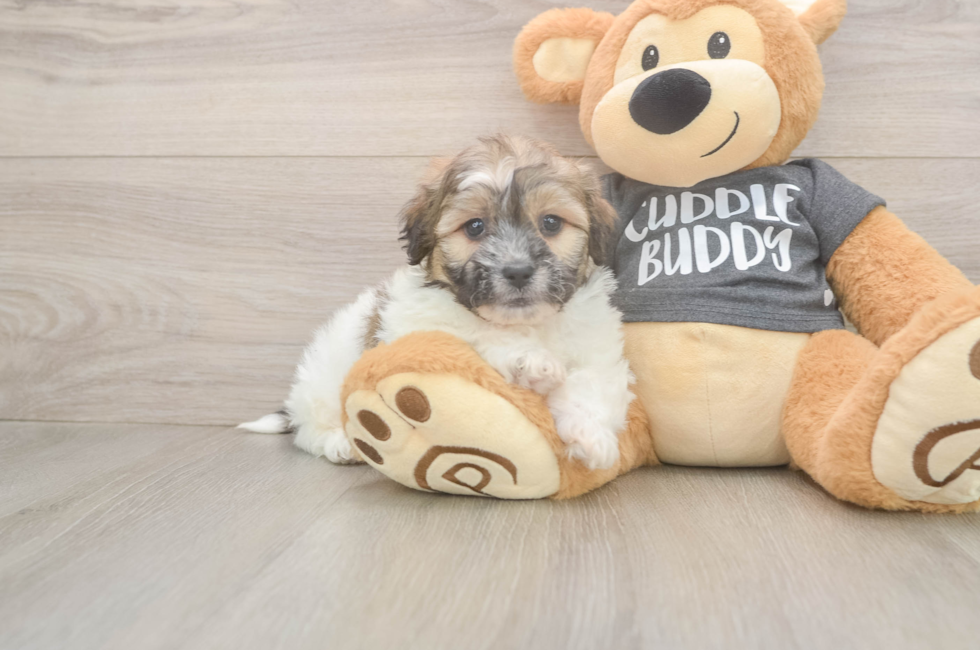 7 week old Teddy Bear Puppy For Sale - Windy City Pups