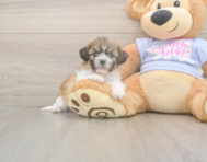 7 week old Teddy Bear Puppy For Sale - Windy City Pups